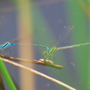 Austroagrion watsoni at FBM400: Black Mtn Belconnen Way - 28 Feb 2024