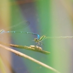 Austroagrion watsoni at FBM400: Black Mtn Belconnen Way - 28 Feb 2024