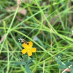 Hypericum gramineum (Small St Johns Wort) at QPRC LGA - 2 Mar 2024 by JaneR