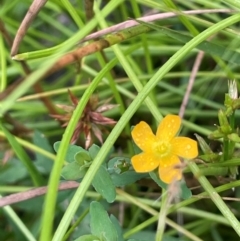 Hypericum gramineum at QPRC LGA - 2 Mar 2024 03:51 PM