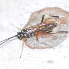 Stenarella victoriae (An ichneumon parasitic wasp) at Black Mountain - 28 Feb 2024 by Harrisi