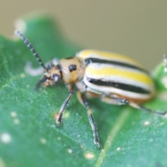 Lema (Quasilema) daturaphila (Three-lined potato beetle) at Pine Island to Point Hut - 28 Feb 2024 by Harrisi