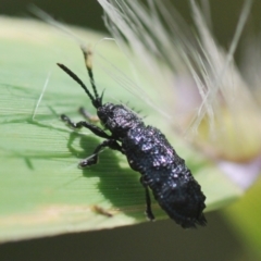 Chrysomelidae sp. (family) at Pine Island to Point Hut - 28 Feb 2024 by Harrisi