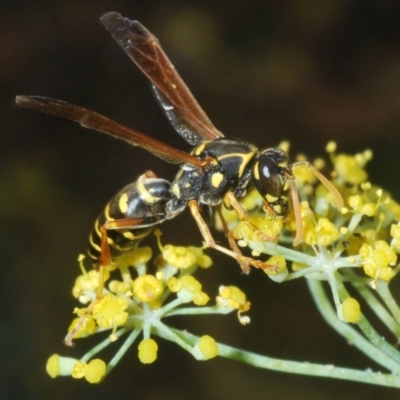 Polistes (Polistes) chinensis (Asian paper wasp) at Pine Island to Point Hut - 28 Feb 2024 by Harrisi