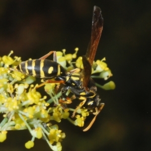 Polistes (Polistes) chinensis at Pine Island to Point Hut - 28 Feb 2024 06:12 PM