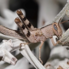 Valanga irregularis (Hedge Grasshopper) at Wellington Point, QLD - 1 Mar 2024 by TimL