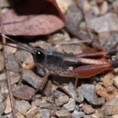 Unverified Grasshopper (several families) at Capalaba, QLD - 1 Mar 2024 by TimL