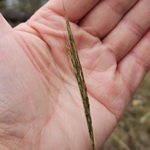 Bothriochloa macra at The Pinnacle - 2 Mar 2024 09:22 AM