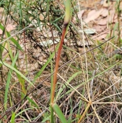 Bothriochloa macra at The Pinnacle - 2 Mar 2024 09:22 AM