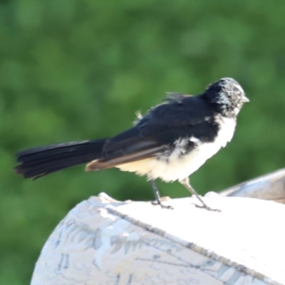 Rhipidura leucophrys (Willie Wagtail) at Dunlop, ACT - 2 Mar 2024 by JimL