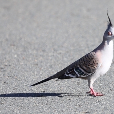 Ocyphaps lophotes (Crested Pigeon) at Dunlop, ACT - 2 Mar 2024 by JimL