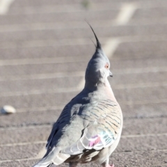 Ocyphaps lophotes at Dunlop, ACT - 2 Mar 2024