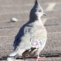 Ocyphaps lophotes at Dunlop, ACT - 2 Mar 2024