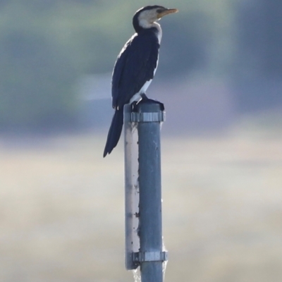 Microcarbo melanoleucos (Little Pied Cormorant) at Dunlop, ACT - 2 Mar 2024 by JimL