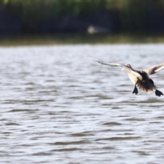 Aythya australis (Hardhead) at West Belconnen Pond - 2 Mar 2024 by JimL