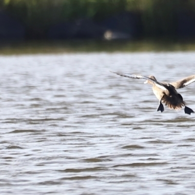 Aythya australis (Hardhead) at Dunlop, ACT - 2 Mar 2024 by JimL