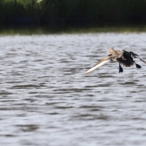 Aythya australis at West Belconnen Pond - 2 Mar 2024 05:52 PM