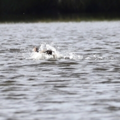 Aythya australis at West Belconnen Pond - 2 Mar 2024 05:52 PM