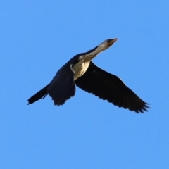 Microcarbo melanoleucos (Little Pied Cormorant) at West Belconnen Pond - 2 Mar 2024 by JimL