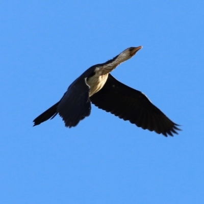 Microcarbo melanoleucos (Little Pied Cormorant) at West Belconnen Pond - 2 Mar 2024 by JimL