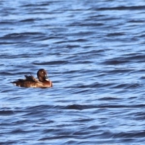 Aythya australis at West Belconnen Pond - 2 Mar 2024