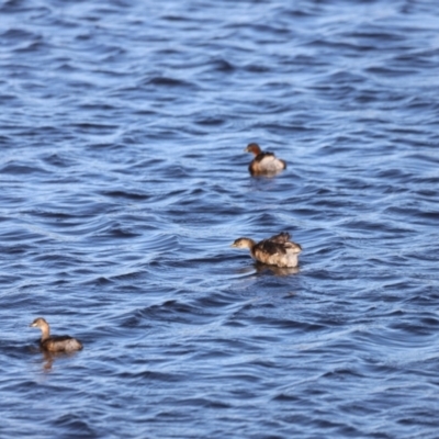 Tachybaptus novaehollandiae (Australasian Grebe) at West Belconnen Pond - 2 Mar 2024 by JimL