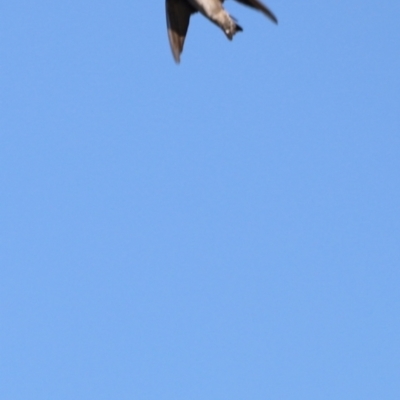 Hirundo neoxena (Welcome Swallow) at West Belconnen Pond - 2 Mar 2024 by JimL