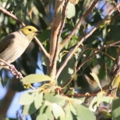 Ptilotula penicillata (White-plumed Honeyeater) at Dunlop, ACT - 2 Mar 2024 by JimL