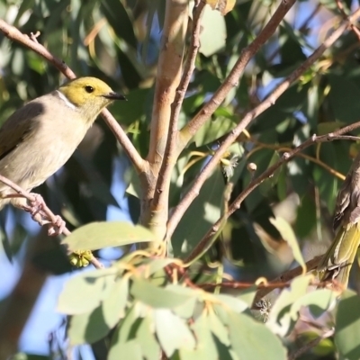 Ptilotula penicillata (White-plumed Honeyeater) at West Belconnen Pond - 2 Mar 2024 by JimL