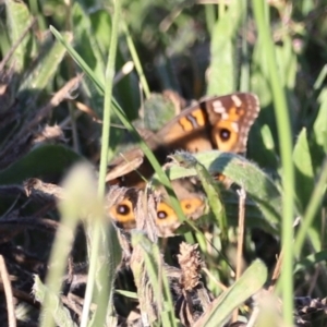 Junonia villida at West Belconnen Pond - 2 Mar 2024