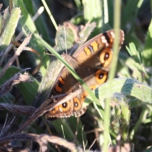 Junonia villida at West Belconnen Pond - 2 Mar 2024 06:12 PM