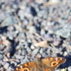 Junonia villida at West Belconnen Pond - 2 Mar 2024 06:12 PM