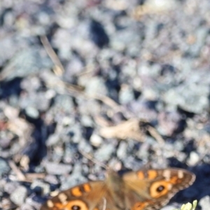 Junonia villida at West Belconnen Pond - 2 Mar 2024