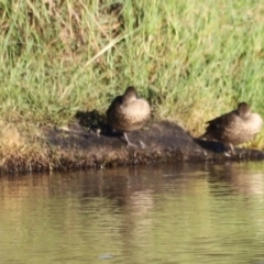 Anas gracilis (Grey Teal) at West Belconnen Pond - 2 Mar 2024 by JimL