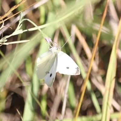 Pieris rapae (Cabbage White) at West Belconnen Pond - 2 Mar 2024 by JimL