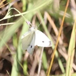 Pieris rapae at West Belconnen Pond - 2 Mar 2024