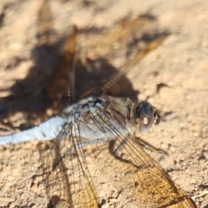 Orthetrum caledonicum at West Belconnen Pond - 2 Mar 2024