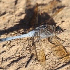 Orthetrum caledonicum at West Belconnen Pond - 2 Mar 2024