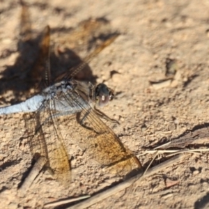 Orthetrum caledonicum at West Belconnen Pond - 2 Mar 2024