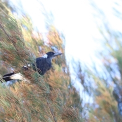 Gymnorhina tibicen (Australian Magpie) at Dunlop, ACT - 2 Mar 2024 by JimL