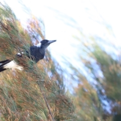 Gymnorhina tibicen at West Belconnen Pond - 2 Mar 2024