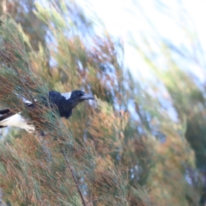 Gymnorhina tibicen at West Belconnen Pond - 2 Mar 2024