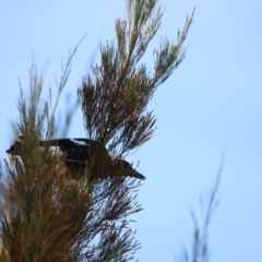 Gymnorhina tibicen at West Belconnen Pond - 2 Mar 2024