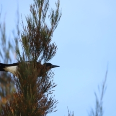 Gymnorhina tibicen at West Belconnen Pond - 2 Mar 2024