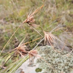 Themeda triandra (Kangaroo Grass) at The Pinnacle - 1 Mar 2024 by sangio7
