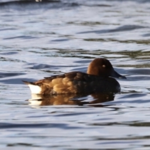 Aythya australis at West Belconnen Pond - 2 Mar 2024 06:44 PM