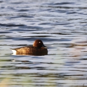 Aythya australis at West Belconnen Pond - 2 Mar 2024 06:44 PM