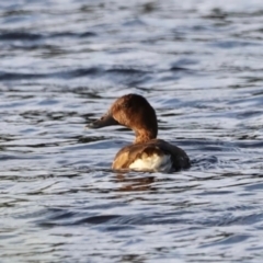 Aythya australis at West Belconnen Pond - 2 Mar 2024 06:44 PM