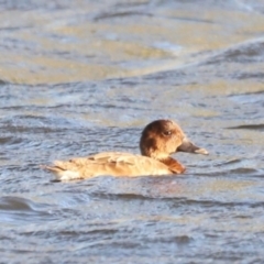 Aythya australis at West Belconnen Pond - 2 Mar 2024 06:44 PM