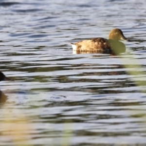 Aythya australis at West Belconnen Pond - 2 Mar 2024